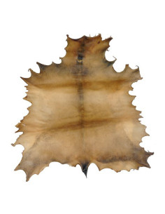 Peau entière de DAIM parcheminée 40cm 2