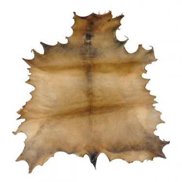 Large, parchment-treated deer hide